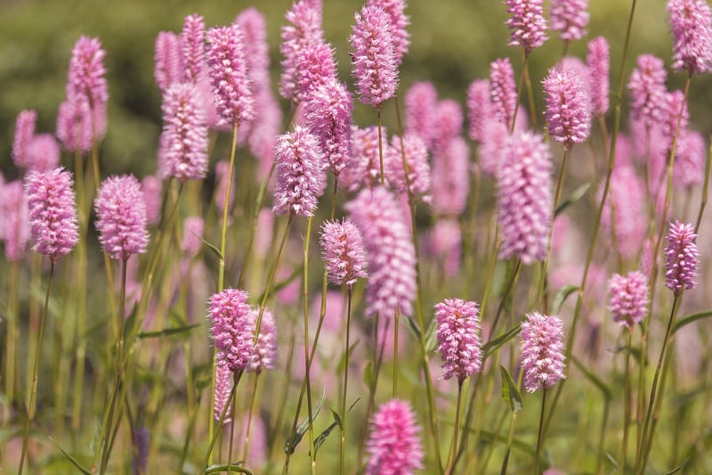 Meadow