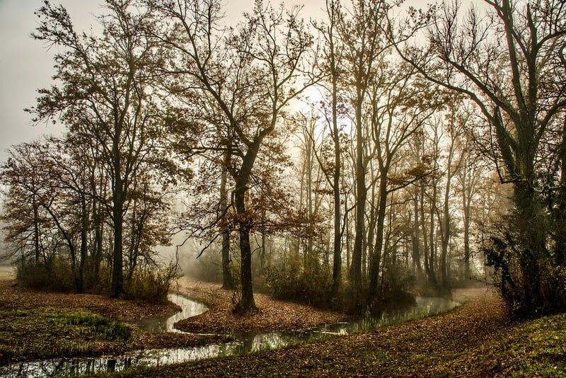 Woodland